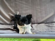 Chihuahua Hündin - Dierdorf