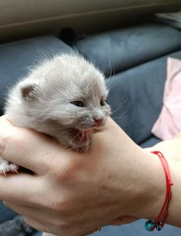 Reinrassiger BKH Bärchen in gute Hände abzugeben. - Haltern (See)