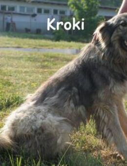 Kroki Willst du Teil seines Lebens ... - Kissing