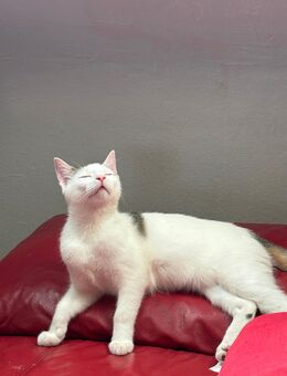 Babykatze - Frankfurt (Main) Nordend-Ost