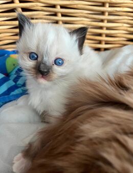 Reinrassige Ragdoll Kitten - Könnern