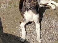 Terrier Mix Hündin - Bad Sassendorf