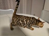 Bengal kitten - Geldern