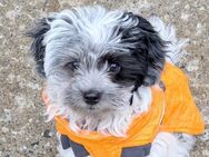 Maltipoo - Stallikon
