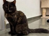 Paris; Schmusemaus sucht ihr Glück - Geilenkirchen