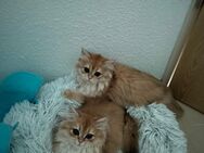 Zwei Zwillingskatzen zu verkaufen - Frankfurt (Main)