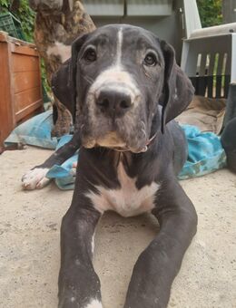 Doggen Welpen - Elze