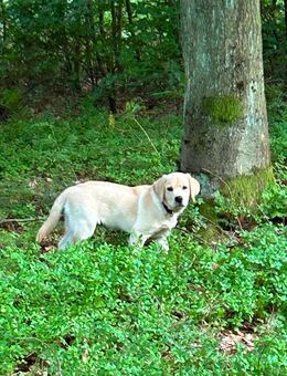 Labrador Retriever - Gützkow
