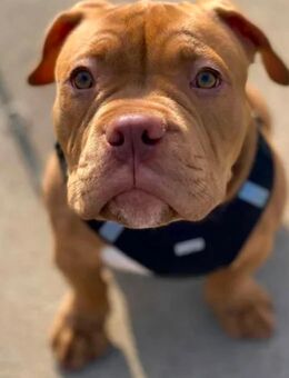 Deckrüde American Pocket Bully - Hermannsburg