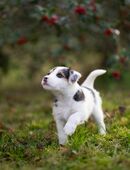 Parson Russell Terrier Welpen Mädchen suchen ein Zuhause in 15366