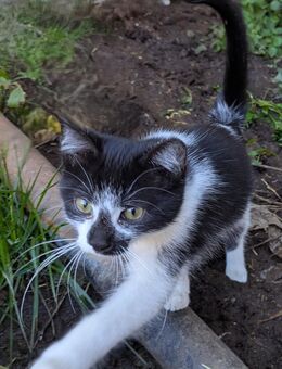 Junge Katzen von Bauernhof abzugeben - Nabburg