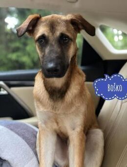 Bosko ein Traumwesen - Flörsheim-Dalsheim