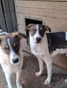 Kleiner Welpenjunge Leo - Rambin