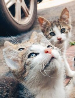 10 niedliche Katzenjunge mit Tierarztcheck - 6 schon verkauft - Uchte