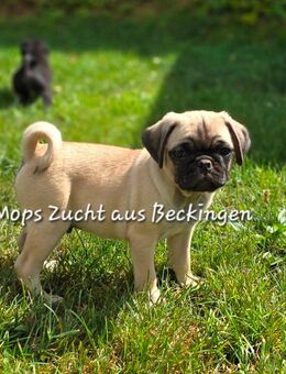 Mops Welpen - Beckingen