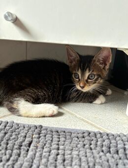 Kleiner Kater sucht liebevolles Zuhause - Eichstedt (Altmark)