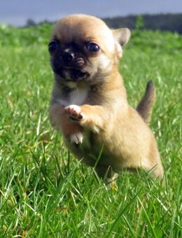 Auszugsbereit typvoller kleiner Chihuahua Welpen Rüde KH Sonderfarbe Sable - Biebergemünd