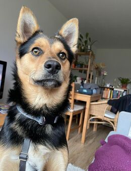 Ronny wartet auf PS in Hamburg! - Rosengarten (Niedersachsen)