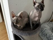 2 Canadian Sphynx Mädchen suchen ein neues liebevolles zu Hause - Moers