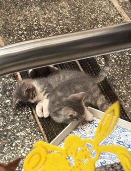 1 kleines Katzen Baby ab sofort abzugeben - Calau Zentrum