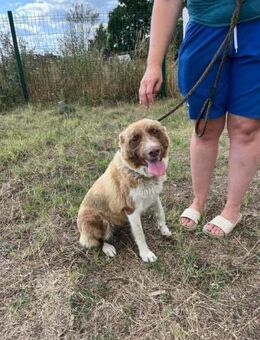 Yoko sucht liebevolle Menschen - Nordwalde