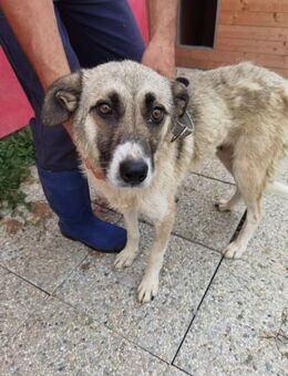 Callela - kinderliebe Familienhündin - Lohra