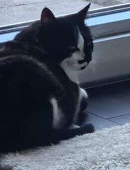 Liebevoller Kater sucht ein Zuhause - Bruchweiler-Bärenbach
