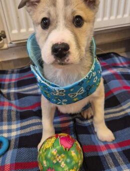 Haru sucht seine Familie ♥️ - Neuberg