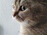 Katzenutensilien zu verschenken - Dortmund