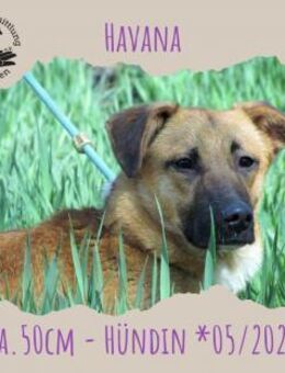 Havanna - Rotenburg (Fulda)