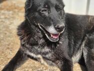 LEYLA sucht liebevolles Zuhause - Neuberg