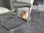 Deutsche Langhaar Babykatze Kitte Mischling - Pulheim