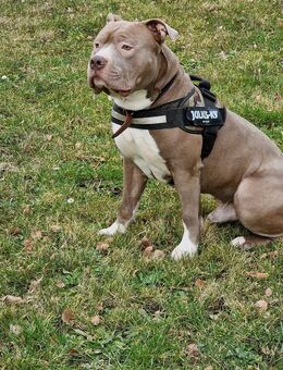 Dringend Neues zu Hause gesucht für American Bully - Wittenhagen