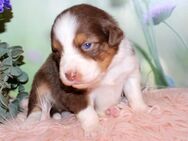 Australian Shepherd Welpen teilweise blaue Augen ASCA aus liebevoller Hausaufzucht - Eichenzell