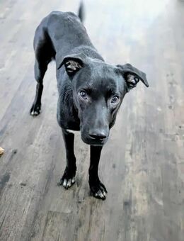 MIRA❤️ Auf der Suche nach einem Zuhause - Düsseldorf