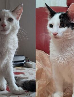 Putzige weiße Türkisch Van mix Kitten als Pärchen abzugeben. - Frankfurt (Main) Altstadt
