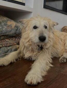 Troco ist ein Traum auf vier Pfoten... - Laatzen