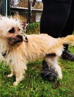 Zara, aktive Dreibeinerin - Heinsdorfergrund