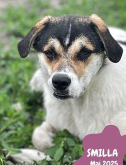 Smilla- neue Heimat gesucht - Nürnberg