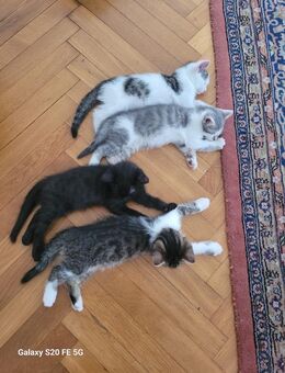 4 BKH mix kitten suche ihr Zuhause für immer - Bielefeld