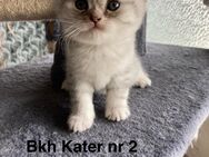Britisch Kurzhaar bkh kitten - Spelle
