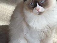 Ragdoll kitten zu verkaufen - Hannover Ahlem-Badenstedt-Davemstedt