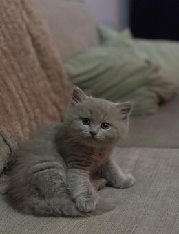 British Kurzhaar Kitten - Kaltenkirchen Zentrum