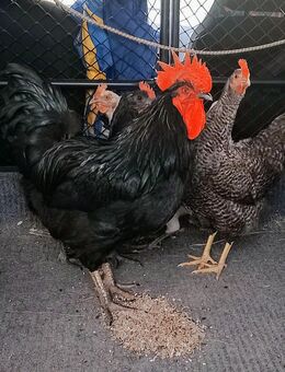 Australorps Gockl - Neustadt (Donau)