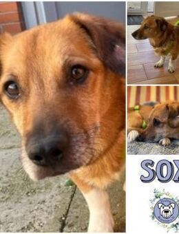 SOX * sucht best ager für schöne Zukunft - Duisburg