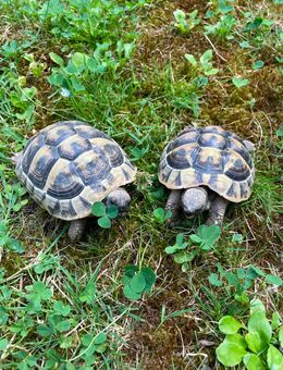 Griechische Landschildkröten - Lorsch (Karolingerstadt) Zentrum