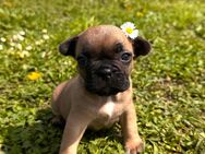 Französische Bulldogge Welpen mit Ahnentafeln - Meißenheim