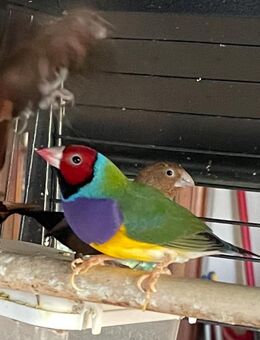 8 Vögel und Käfig zu verkaufen - Hamburg