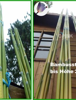 ♥ Bambusstangen Rankhilfe für Tomaten Gurken Bohnen Deko,Basteln,Tulpenstolz, Garten,Stangen, Bambus - Hamburg