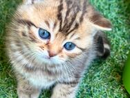 Süße britische Tigerbabys - Troisdorf